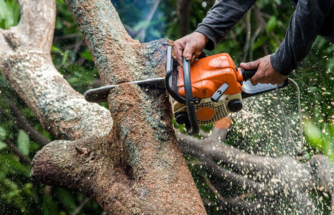 chainsaws